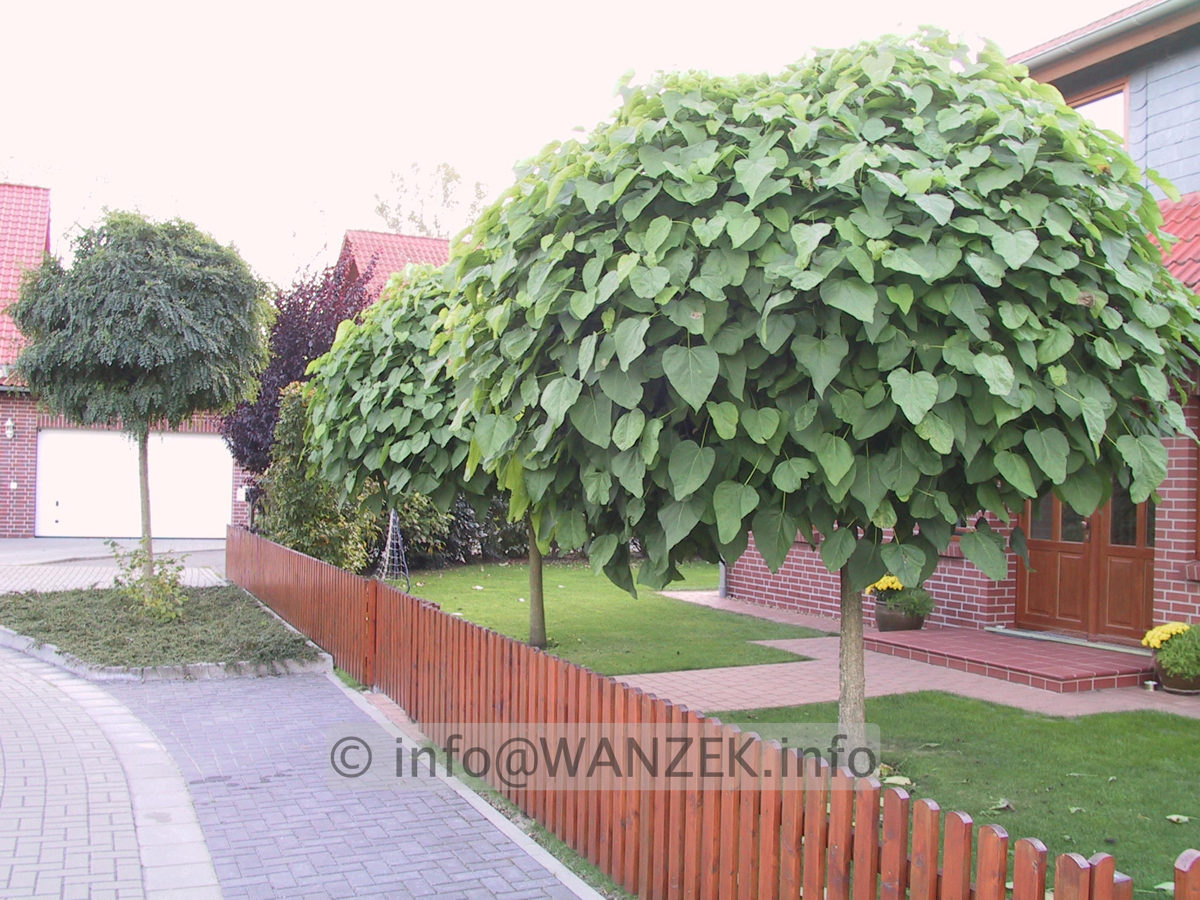 Robinia pseudoacacia Umbraculifera+Catalpa Nana.JPG